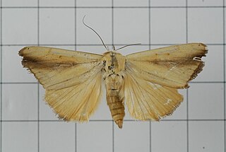 <i>Xanthodes intersepta</i> Species of moth
