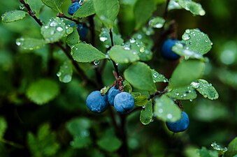 "Droplets_of_Ice-_Blueberry_(7945516726).jpg" by User:File Upload Bot (Magnus Manske)