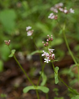 <i>Valerianella ozarkana</i> Species of flowering plant in the honeysuckle family Caprifoliaceae