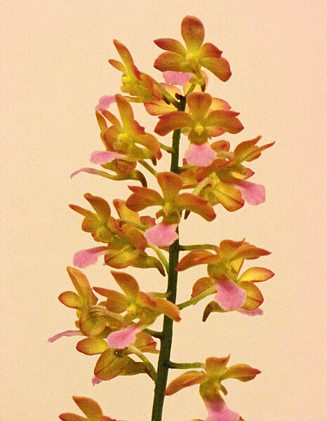 File:Vandachostylis Tariflor Venus -台南國際蘭展 Taiwan International Orchid Show- (40786453861).jpg