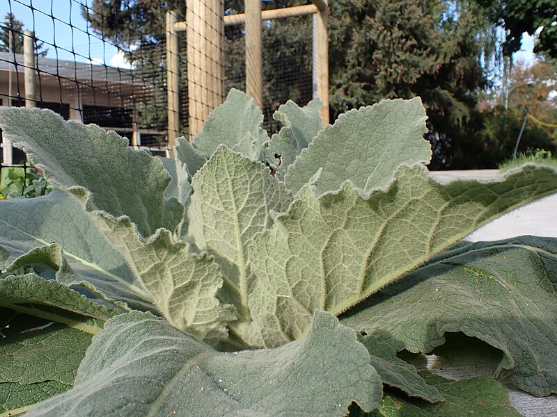 File:Verbascum thapsus - common mullein - 53062643840.jpg