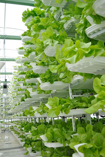 Lettuce growing in an indoor vertical farming system