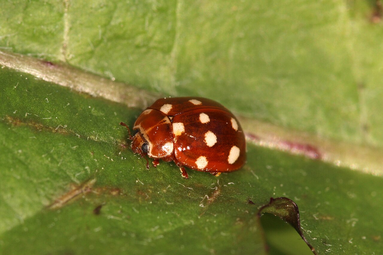 20+ Brown Ladybugs Identification Made Easy (Pictures Included)