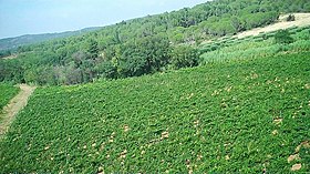 Illustratives Bild des Artikels Corbières-boutenac