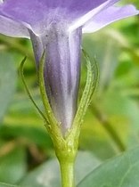 Note hairy margin of sepals; Serra de Collserola, Catalunya, Spain