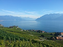 Vine Terraces of Lavaux and the Leman lake in Switzerland.jpg