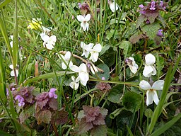 Violette blanche — Wikipédia