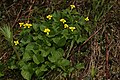 Viola glabella