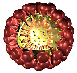 Koronavīrusu uzbūve
