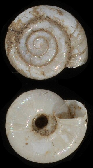 <i>Vitrea</i> Genus of gastropods