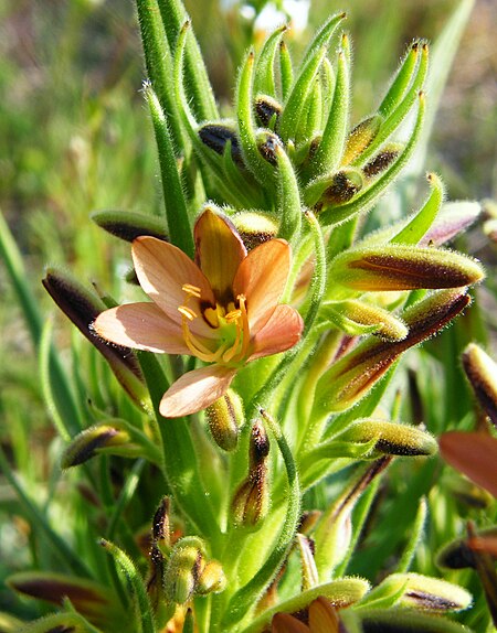 Wachendorfia_multiflora