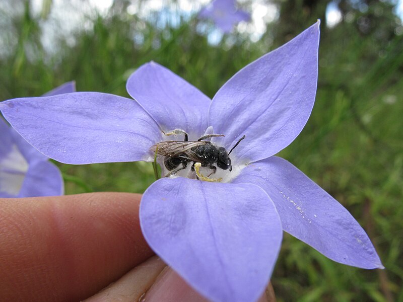 File:Wahlenbergia stricta flower and native bee5 Albury SWS - Flickr - Macleay Grass Man.jpg