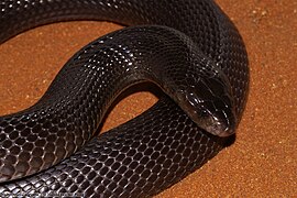 Пустельна кобра єгипетська