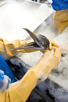 Washing an oiled Gannet with dishwashing liquid Washing oiled Gannet-Close.jpg