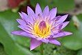 Water lily 01.jpg