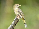 Thumbnail for File:Western Tanager 9036a.jpg