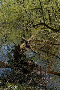 Wetland Weiherwald Karlsruhe