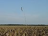 Wheat-Field Brandenburg (flo).JPG