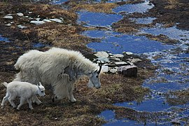 Baby mountain goat at Hidden Lake