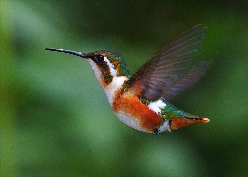 File:White-bellied Woodstar (female).jpg