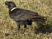 White-necked Raven Corvus albicollis Tanzania 3887 cropped Nevit.jpg