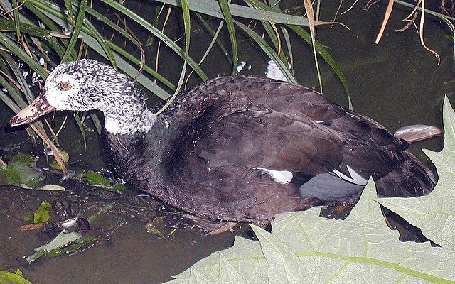 The endangered white-winged duck, found in Dibru-Saikhowa National Park