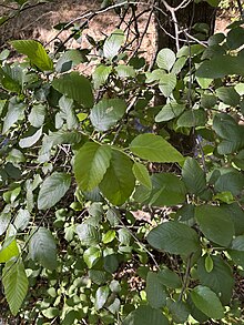 White Alder (Alnus rhombifolia) growing along Buckhorn Creek (July 6th, 2022) White Alder on Buckhorn Creek.jpg