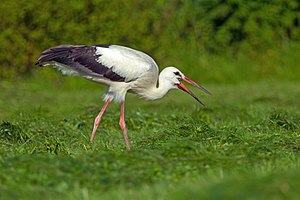 White Stork