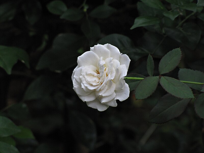 File:White rosa.jpg