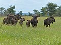 Wildebeests (Connochaetes taurinus) (13912779226).jpg
