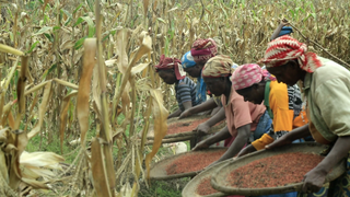 Women fanning Sorghum.png