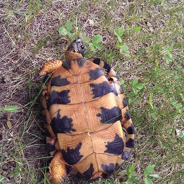 File:Wood Turtle plastron.jpg