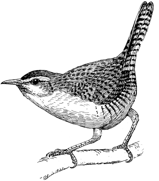 File:Wren 2 (PSF).png