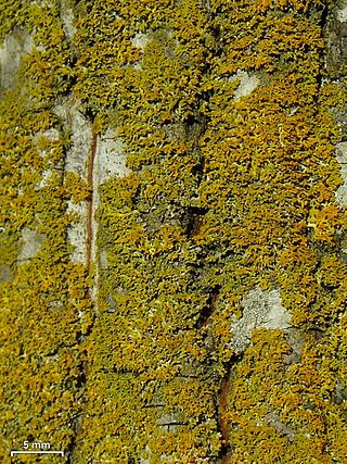 <i>Gallowayella weberi</i> Species of lichen