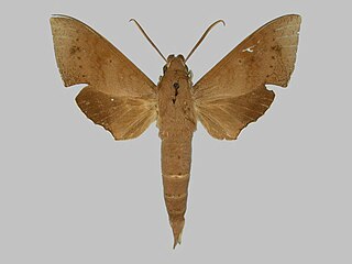 <i>Xylophanes juanita</i> Species of moth