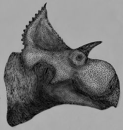 Yehuecauhceratops mudei