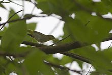 An individual not from a bird wave, from Mahananda Wildlife Sanctuary, West Bengal. Yellow-vented Warbler Mahananda Wildlife Sanctuary West Bengal India 09.05.2016.jpg