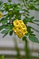 Yellow Elder (Tecoma stans).