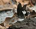 Yellow Helen (Papilio nephelus)