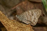 Ypthima baldus-Thekkady-2016-12-03-001.jpg