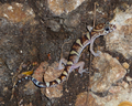 Yucatán banded gecko