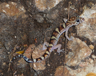 <span class="mw-page-title-main">Yucatán banded gecko</span> Species of lizard