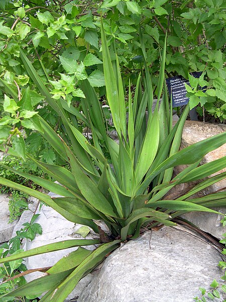 Ficheiro:Yucca rupicola.jpg