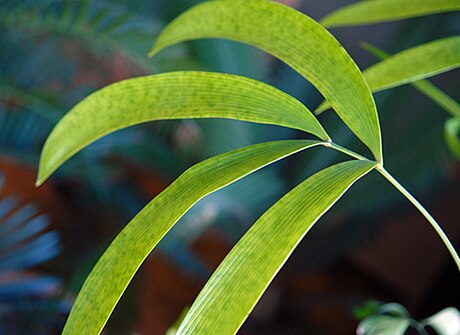 Zamia roezlii