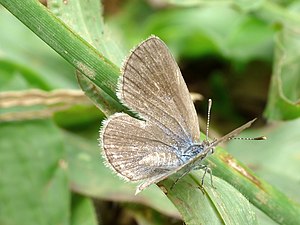 Zizina otis (Lesser Grass Blue), upper-side