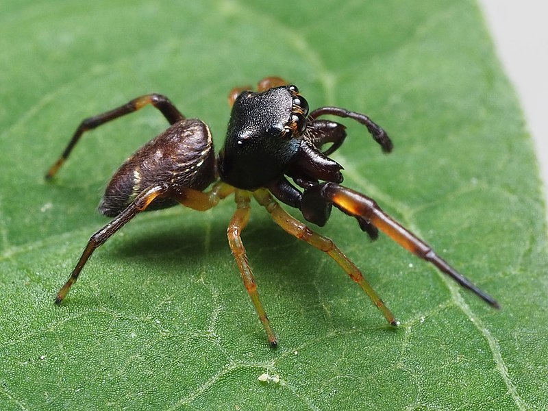 File:Zygoballus rufipes 79416100.jpg