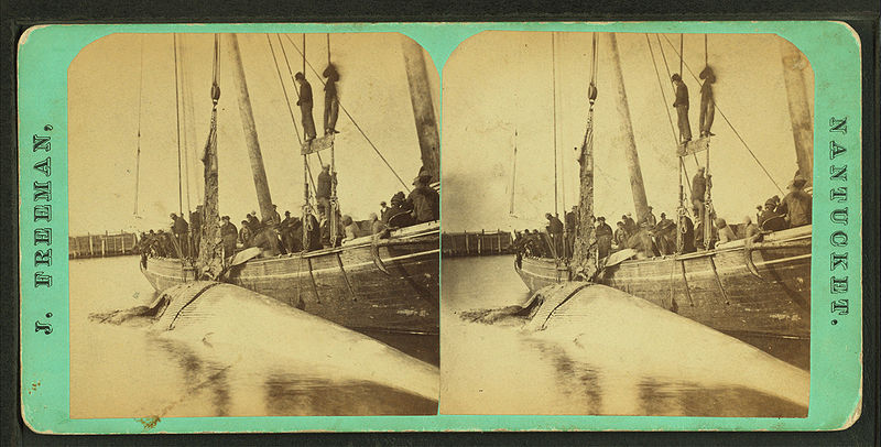 File:"Cutting in" the whale at the Commerical wharf, by Freeman, J. (Josiah).jpg