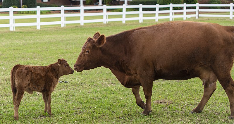 File:(Red Angus cattle at Till Farm in Orangeburg) 20191022-OSEC-LSC-1089.jpg