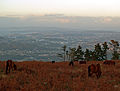 Eguas no monte Xalo, Culleredo