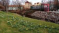 Riverbank daffodils ‎